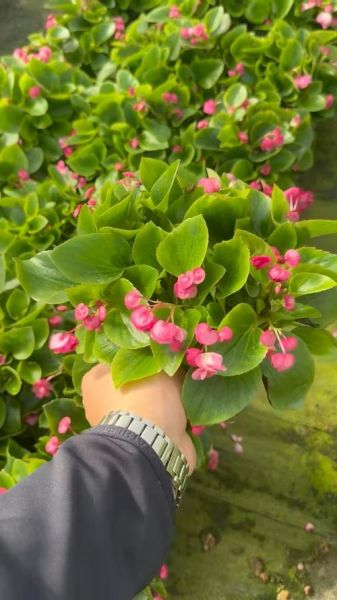 玻璃海棠花图片大全_如何辨别真假玻璃海棠