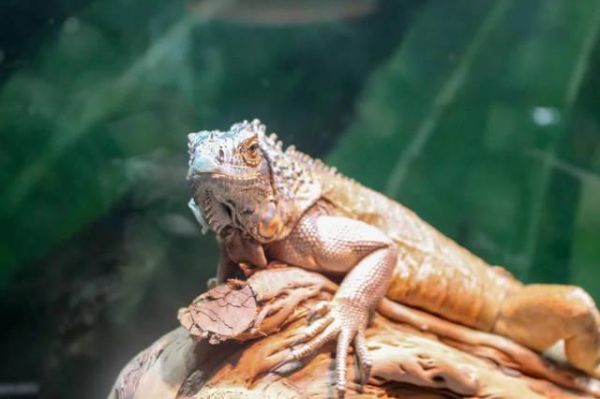 皮毛迅雷下载_皮毛电影资源在哪找