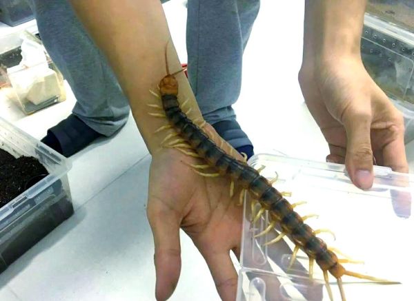 梦到好多蜈蚣是什么意思_如何化解