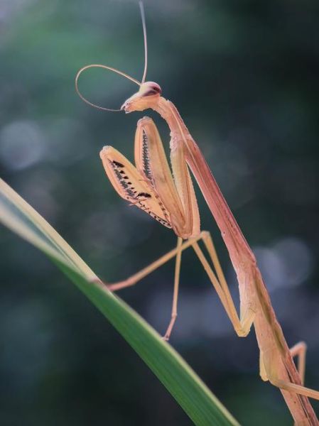 螳螂图片大全_螳螂高清图鉴