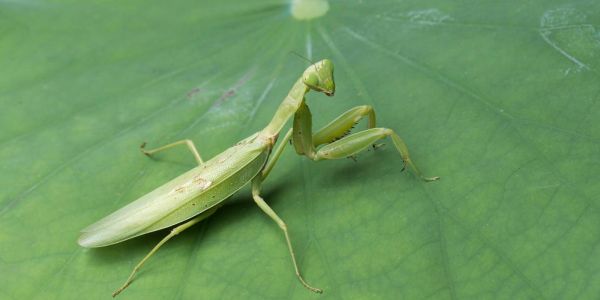 螳螂图片大全_螳螂高清图鉴