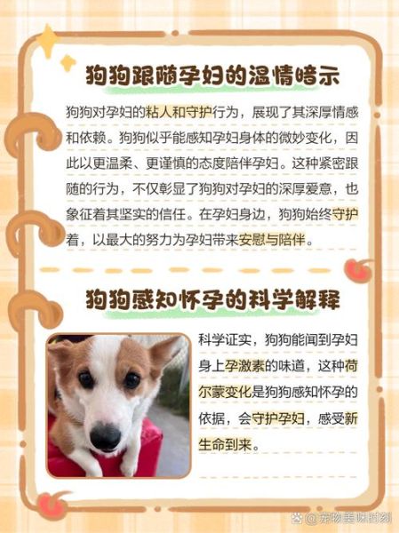 孕妇梦到黄狗是什么意思_胎梦解析与心理暗示