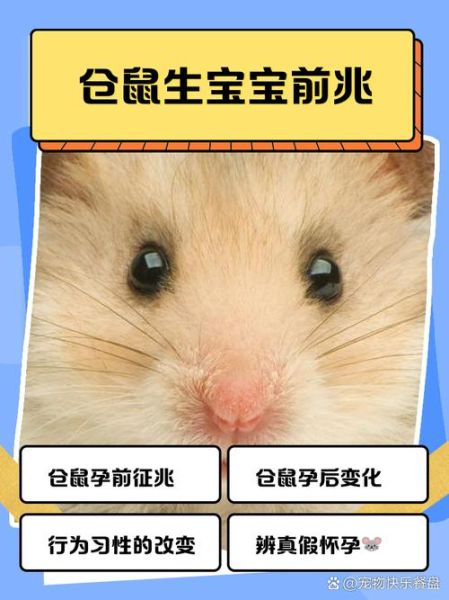 仓鼠生宝宝前兆_仓鼠临产症状有哪些