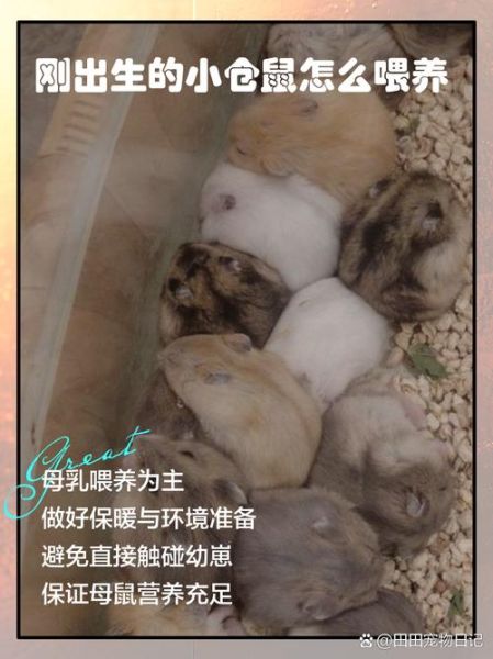 仓鼠生完宝宝要喂什么_母鼠哺乳期饮食全攻略