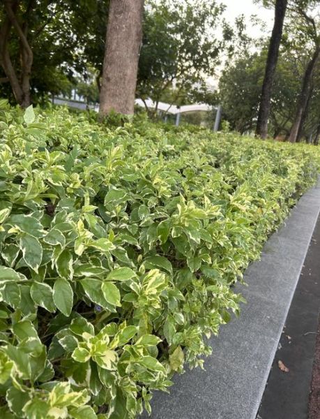 连翘图片大全_如何辨别真假连翘