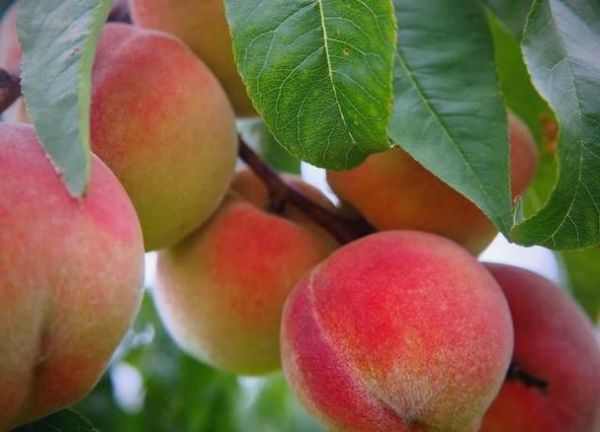 女人梦到桃树结满桃子_梦见桃子预示什么