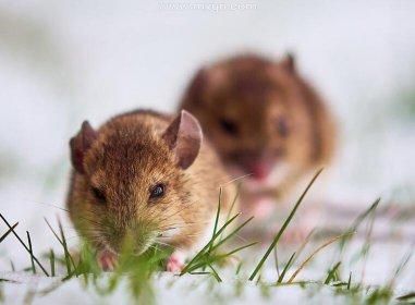 梦到两只老鼠是什么意思_梦到两只老鼠好不好