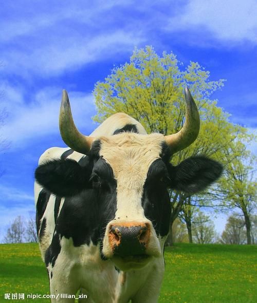 牛图片大全大图_高清壁纸哪里找