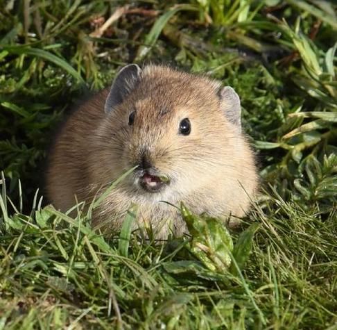 梦到两只老鼠是什么意思_梦到两只老鼠好不好