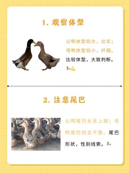 鸭子品种大全_如何区分常见鸭类
