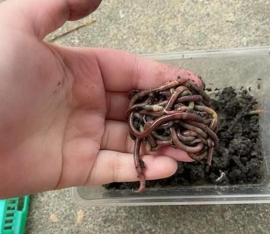 梦到很多蚯蚓是什么意思_梦见蚯蚓吉凶解析