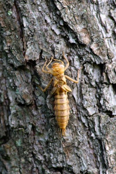 梦到知了猴是什么意思_知了猴梦境解析