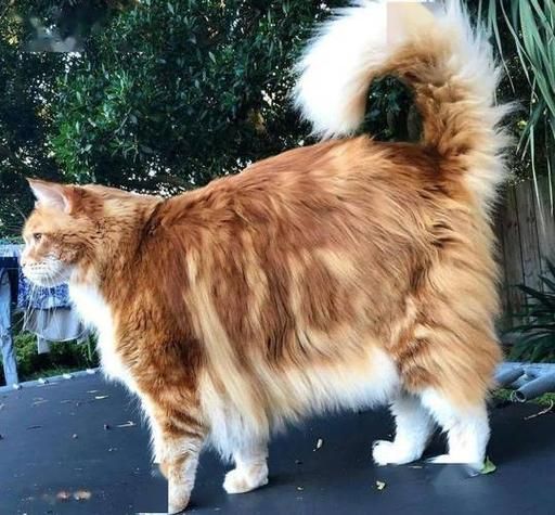 梦到大猫是什么意思_梦到大猫是吉兆吗