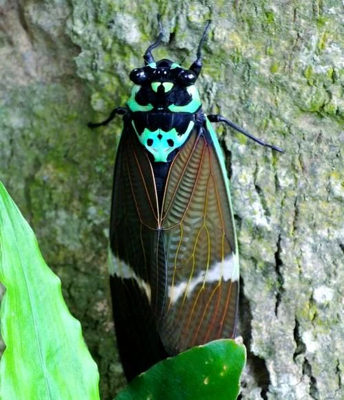 蝉图片大全_蝉有哪些品种