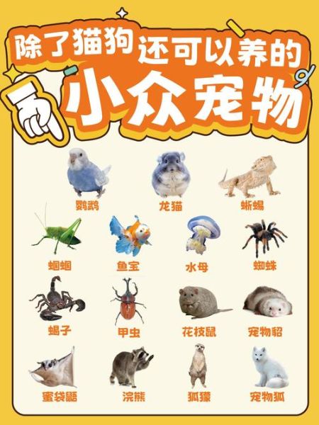 小动物大全图片有哪些_如何快速识别常见萌宠