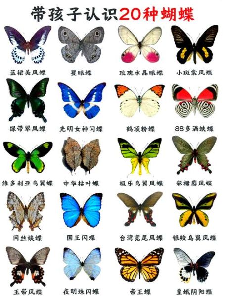 蝴蝶图片大全_如何识别常见种类