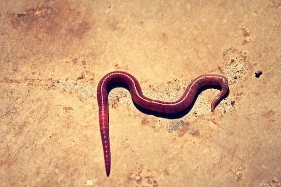梦到蚯蚓是什么意思_梦见蚯蚓的预兆