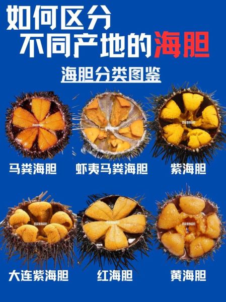 海胆图片大全_海胆种类怎么区分