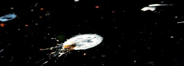 梦到鸟屎是什么意思_梦到鸟屎代表什么预兆