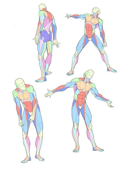 人体图片大全_人体结构图怎么画