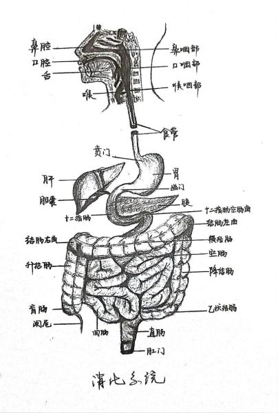 人体图片大全_人体结构图怎么画