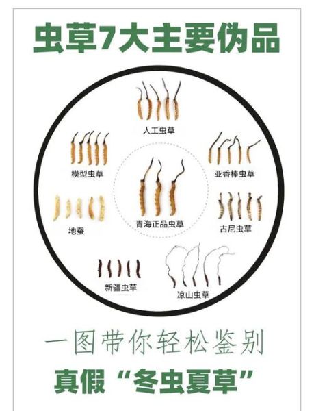 冬虫夏草图片大全大图_如何辨别真假