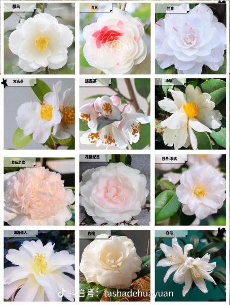 山茶花图片大全_如何辨别不同品种