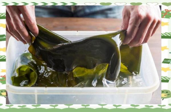 干海带怎么泡发_干海带图片大全