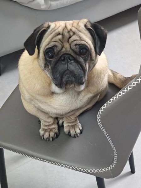 巴哥犬图片大全_巴哥犬高清壁纸哪里找