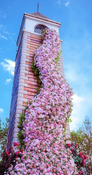 花墙图片大全_如何打造高颜值花墙