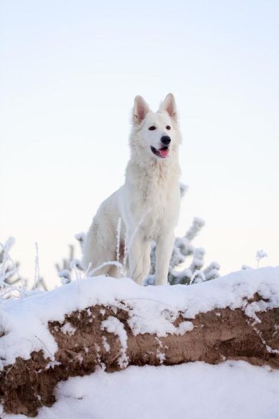 白狗图片大全_白色狗狗品种有哪些