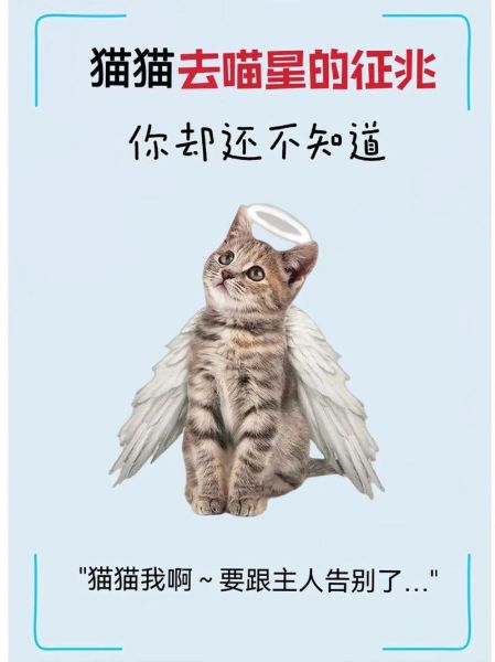 梦到猫死是什么意思_梦见猫死了预示什么