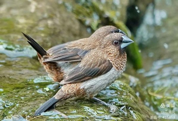 梦见鸟是什么意思_梦到鸟飞进家里好不好