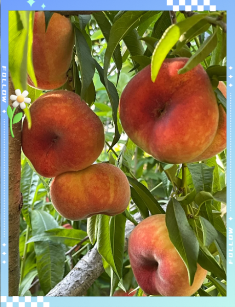 果树图片大全_如何识别常见果树品种