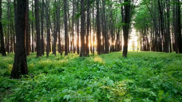 森林图片大全哪里找_如何挑选高清森林壁纸