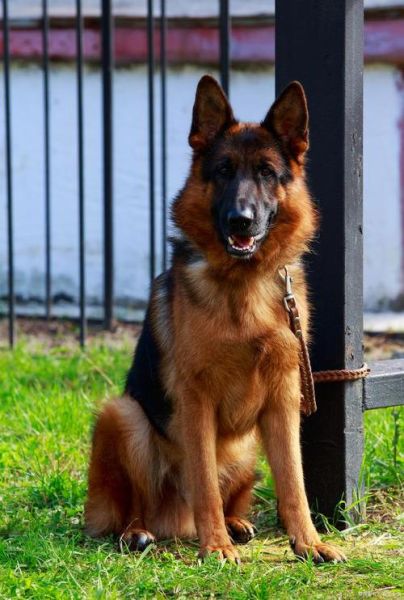 大狗图片大全_有哪些品种适合家养