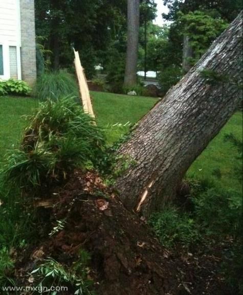 梦到小树是什么意思_梦见小树代表什么