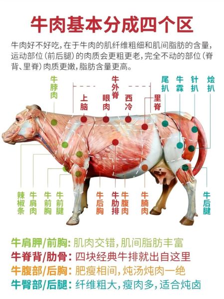 牛肉图片大全高清图片_如何挑选优质牛肉图解