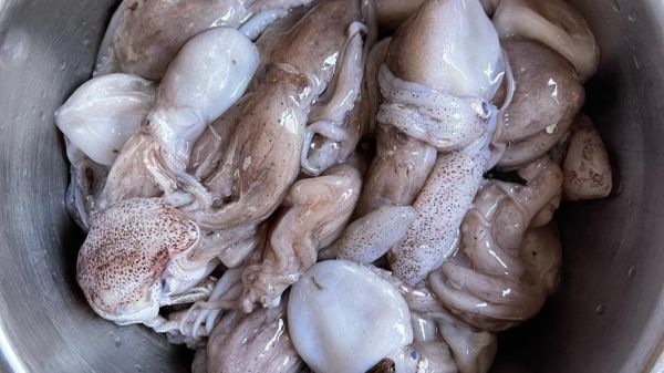 八爪鱼图片大全大图_八爪鱼高清壁纸哪里找