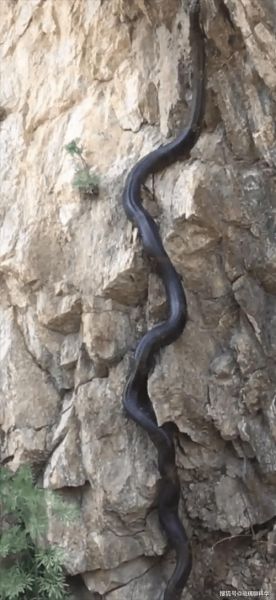 梦到一条大黑蛇是什么意思_大黑蛇梦境预示什么