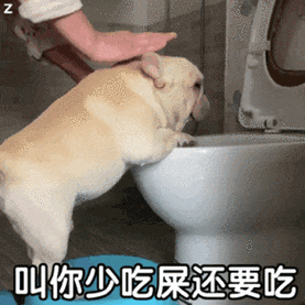 狗为什么吃屎_狗吃屎图片大全