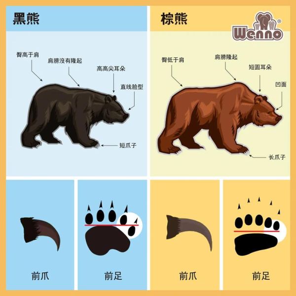 各种熊的图片大全大图_如何分辨不同熊种
