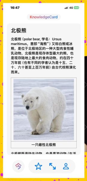 各种熊的图片大全大图_如何分辨不同熊种