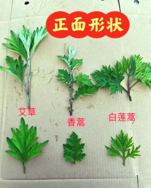 艾叶图片大全_如何辨别真假艾叶