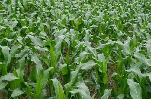 梦到树苗是什么意思_梦到树苗预示着什么