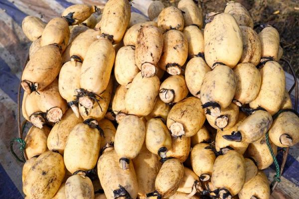 藕图片大全_藕怎么挑选新鲜