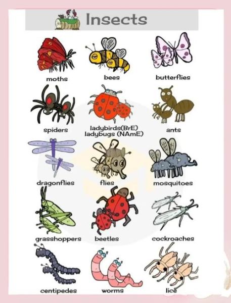 虫子图片大全大图_高清昆虫图鉴怎么找