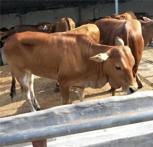 梦到大黄牛是什么意思_梦见大黄牛追我好不好