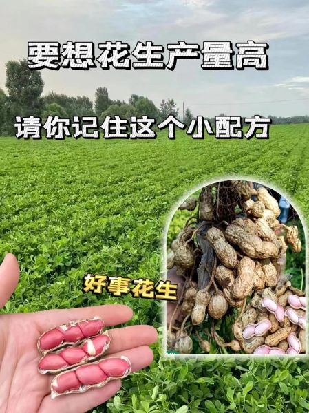 梦到种花生是什么意思_梦见种花生预示着什么