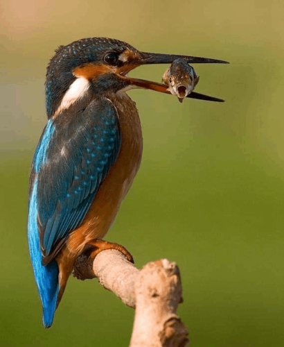啄木鸟迅雷下载_啄木鸟资源怎么用迅雷下